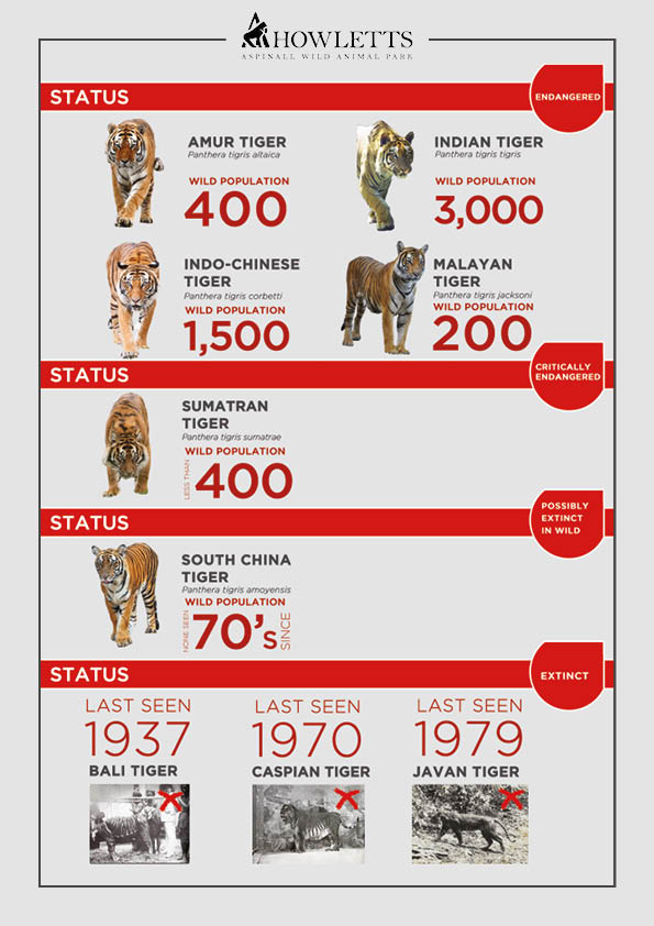 Species Spotlight: Sumatran Tiger